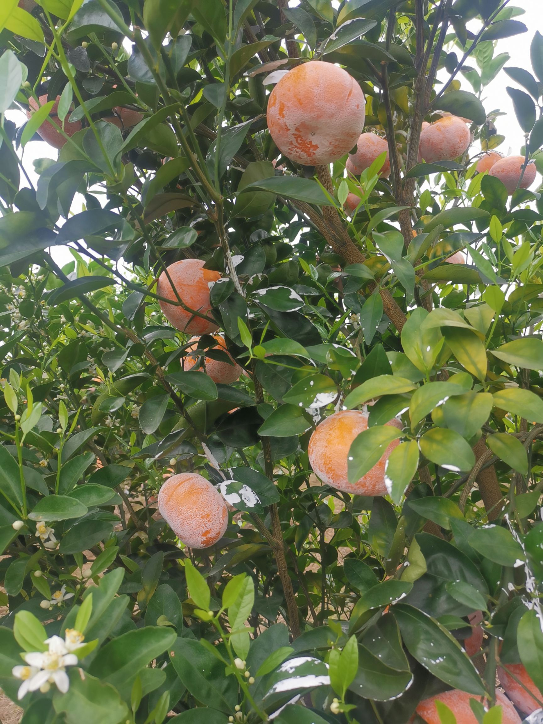 大量茂谷柑上市