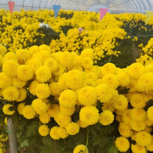 亳州 常年供应各种菊花苗