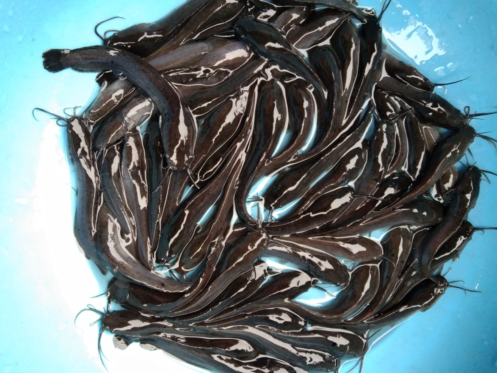 埃及塘鲺鱼苗  埃及鱼苗，快大易养，抗病力强。
