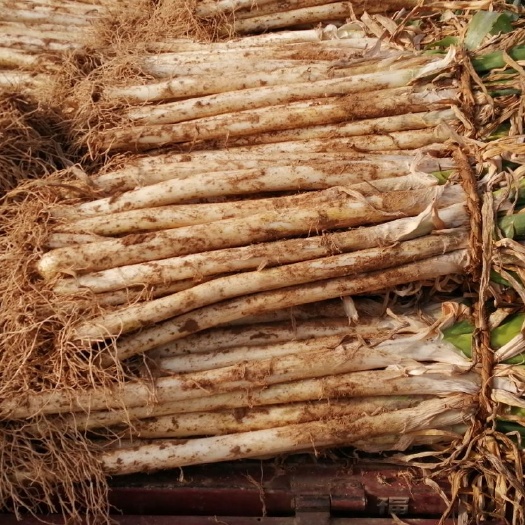 菏泽菏泽市大葱产业区/长白大葱/晚抽笨葱