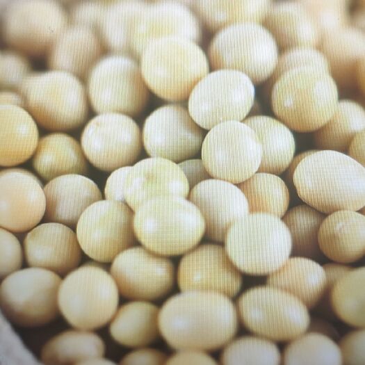 大庆做豆腐干的黄豆 黑龙江省黑河市嫩江县 生大豆 1等品 豆粒 