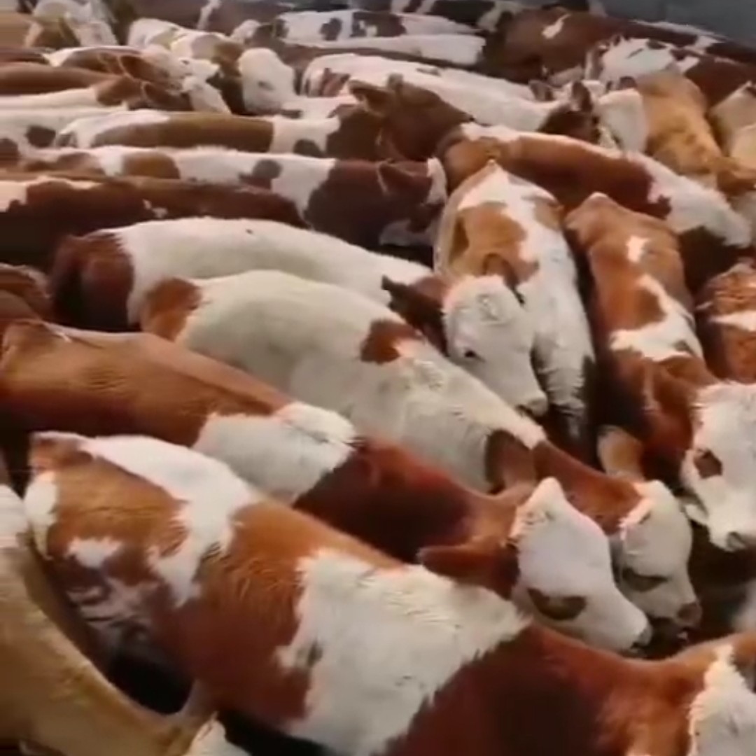 肉牛  精品西门塔尔牛400-700斤，货真价实。直接对牛场，无中介