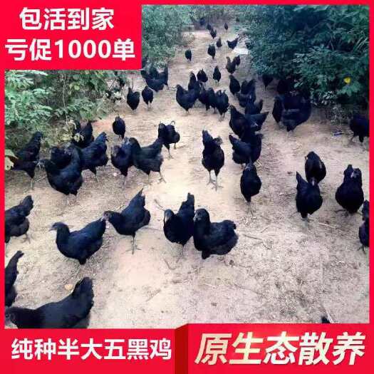 德阳五黑鸡苗 纯种五黑鸡