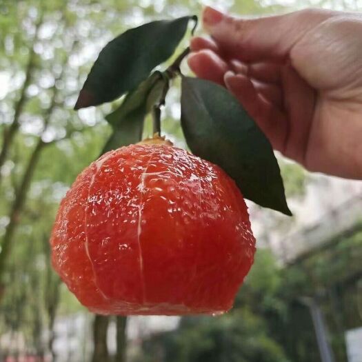 秭归县塔罗科血橙  脐橙之乡血橙