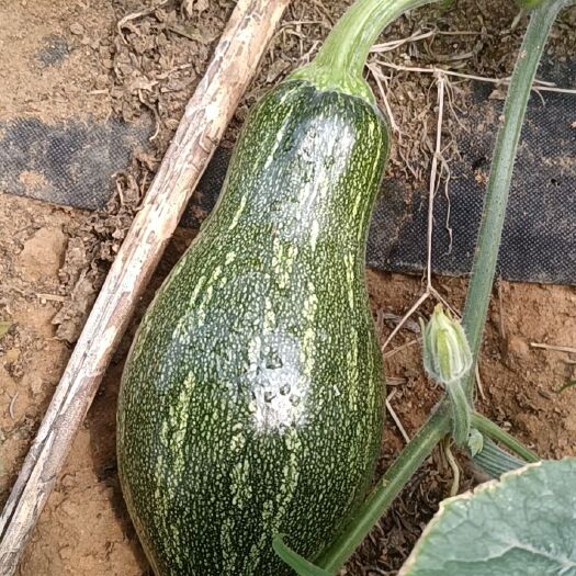 遂溪县香芋南瓜