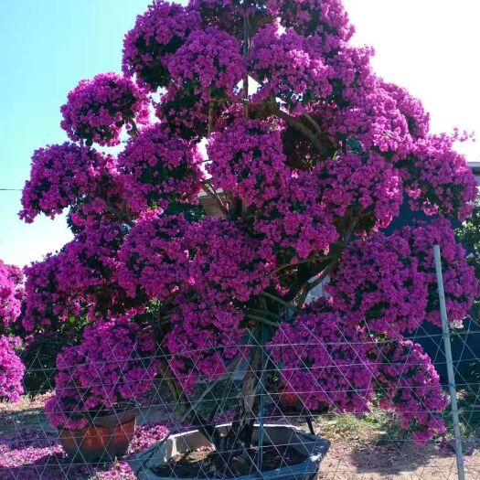 漳州紫花三角梅 三角梅