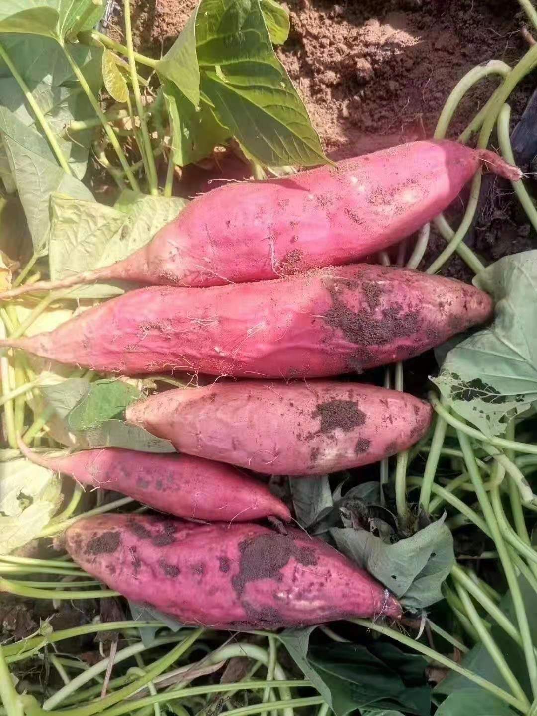 西瓜红红薯苗，原种脱毒，基地直供，保证质量，合作共赢。