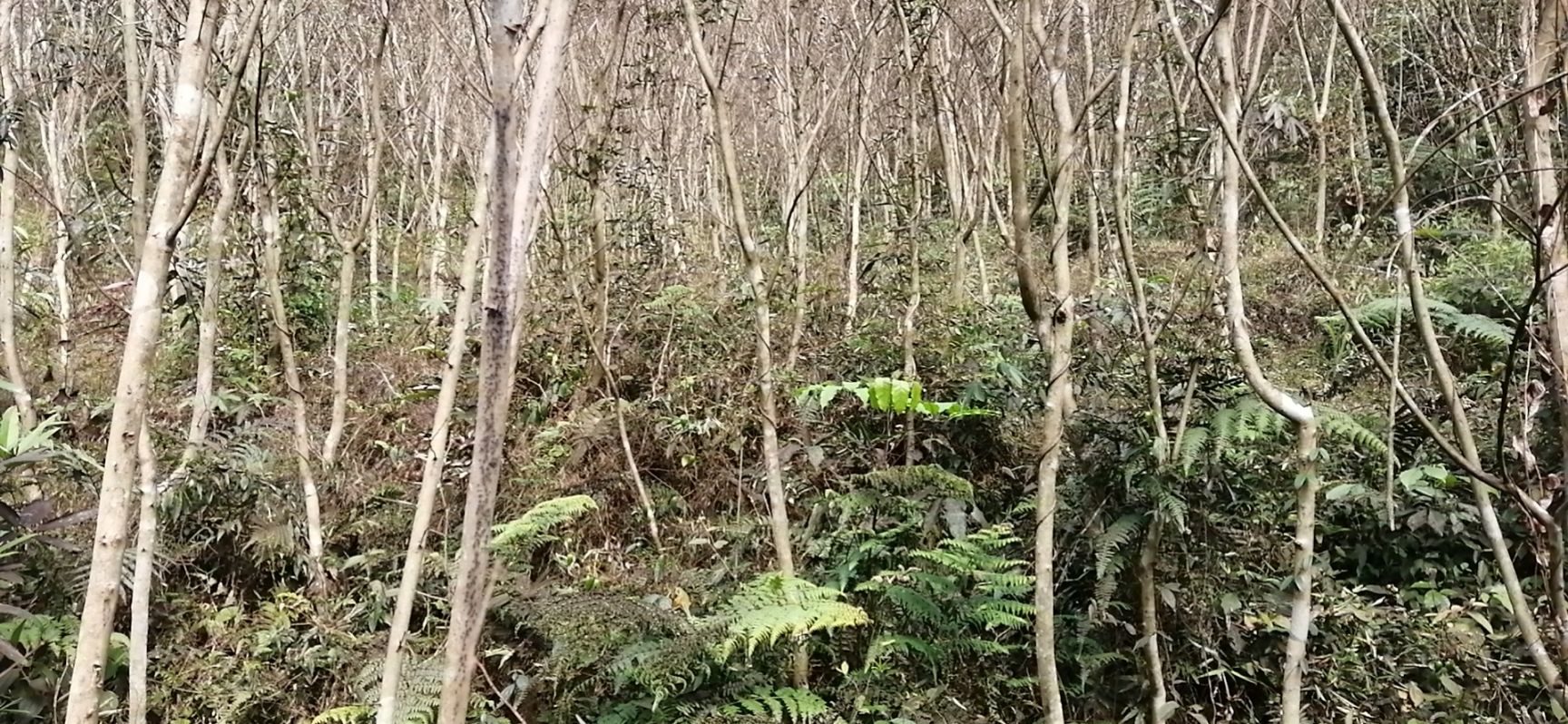 大花紫薇 