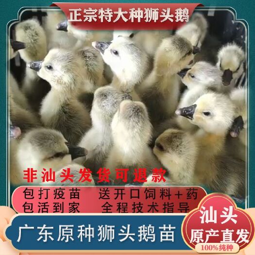 汕头【澄海发货】纯种 汕头狮头鹅苗特大种狮头鹅产地直发 包打疫苗