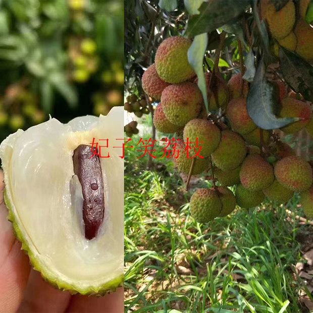 妃子笑荔枝苗，正常嫁接苗，假一赔十