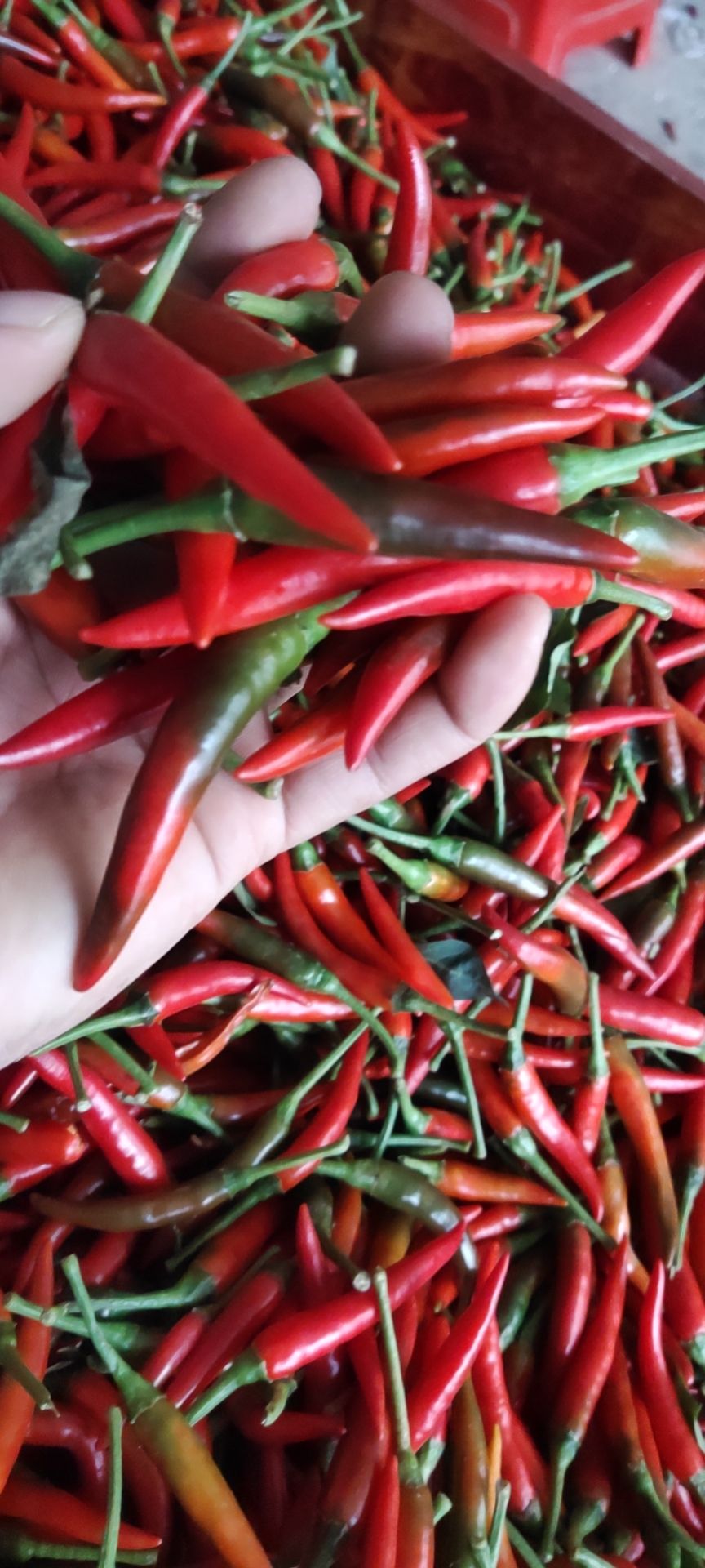 小米椒 广东省茂名市高州市