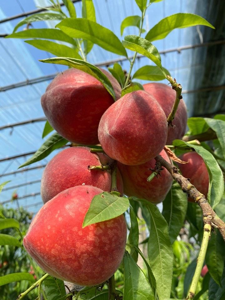 【陕西水蜜桃】当季新鲜水果桃味浓郁毛桃5斤