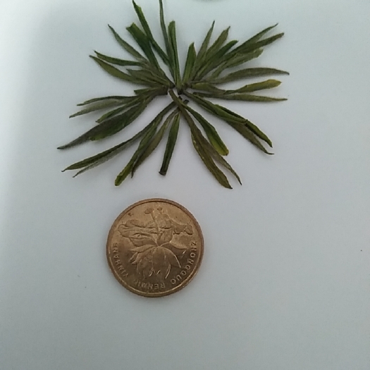 广德市新白茶  新茶，明前白茶。 黄金芽。