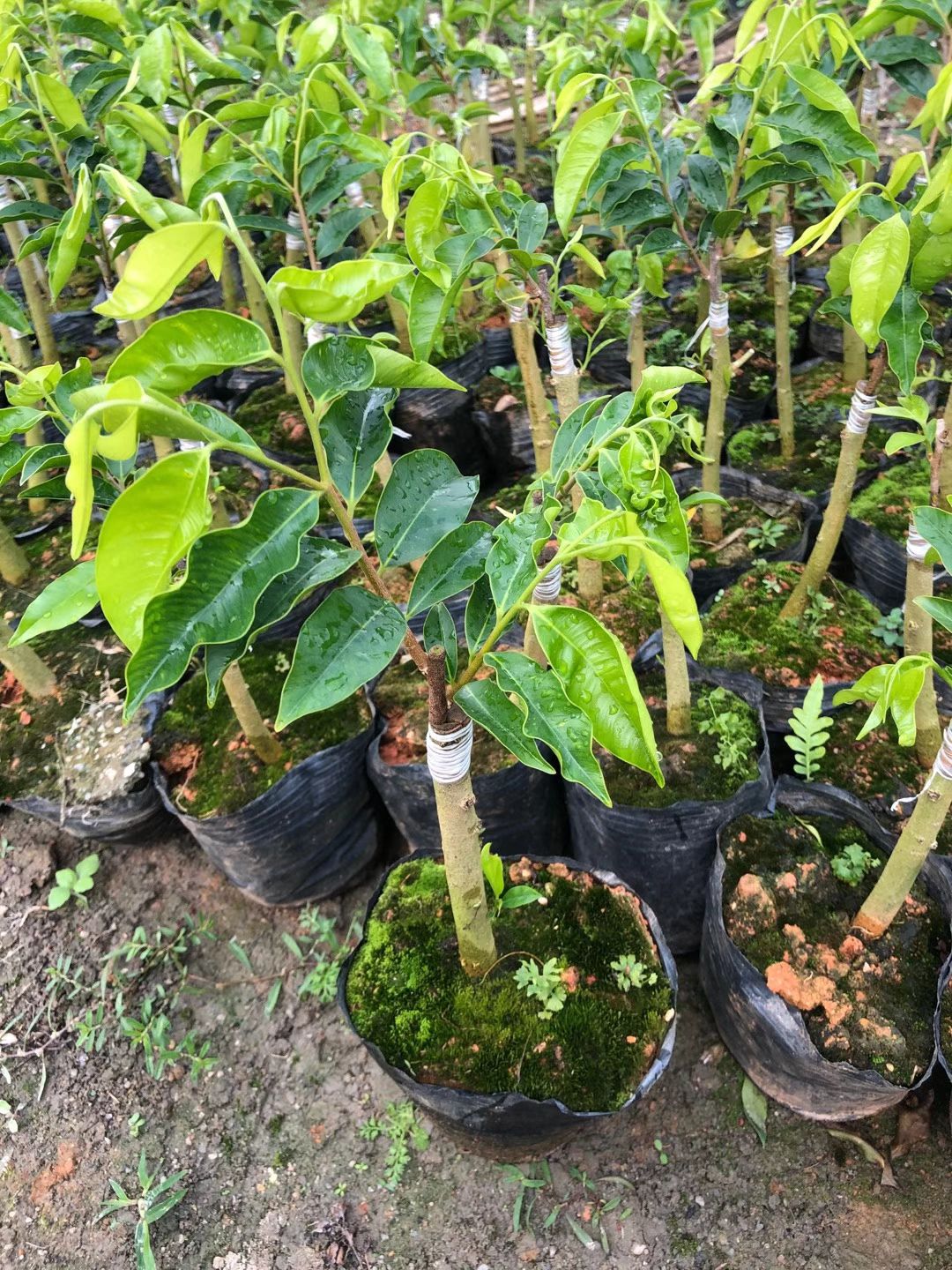 奇楠沉香树 沉香椅楠