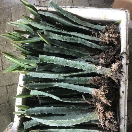 阳春市燕窝火龙果苗