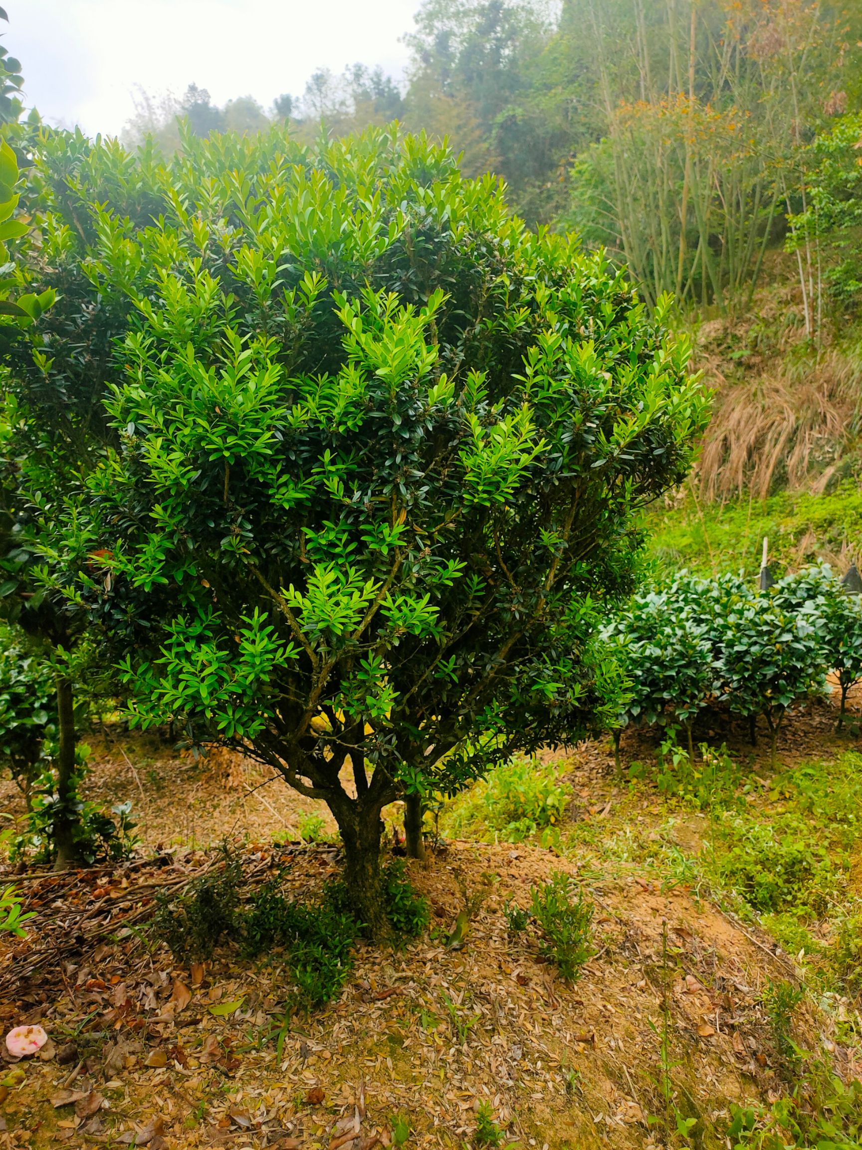 雀舌黄杨  中叶黄杨(高度1.2--1.5)