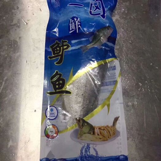 济南厂家直销 海鲈鱼 一卤鲜整条海鲈鱼 去麟去鳃去内脏