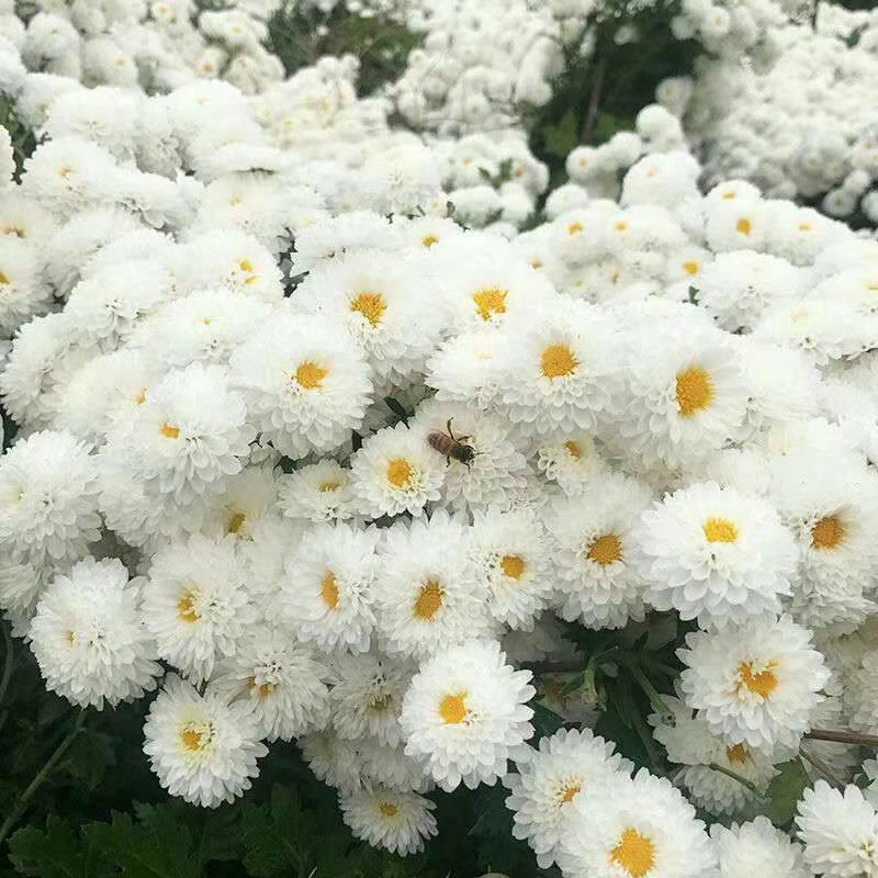 金丝皇菊苗  菊花苗，技术指导，后期上门回收干鲜货