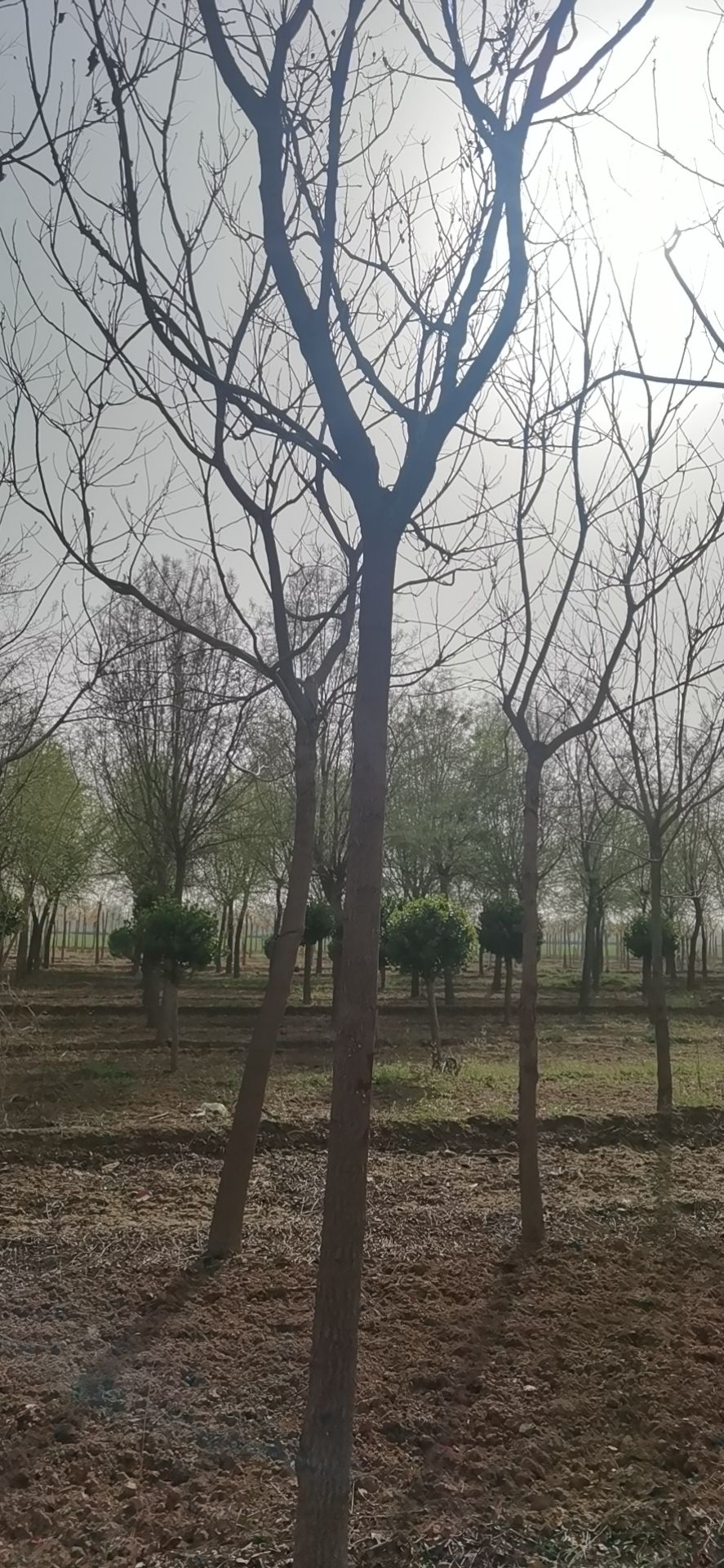  8到8个的好二级栾树，处理上千棵