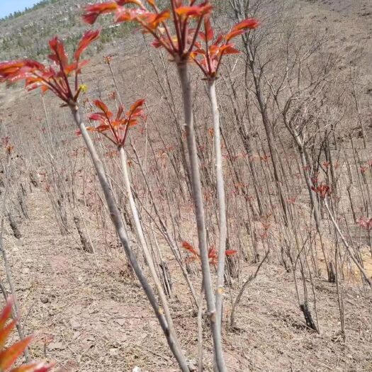 山阳县 野生头茬香椿芽，现摘现发