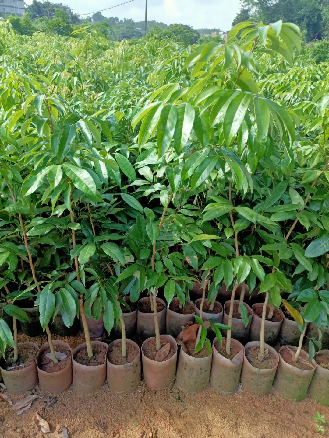 妃子笑荔枝苗，正常嫁接苗，假一赔十