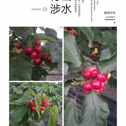 冠县 大樱桃，油桃，大量上市