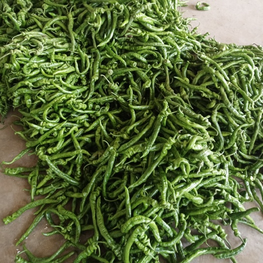 滦南县螺丝椒螺丝椒量大从优