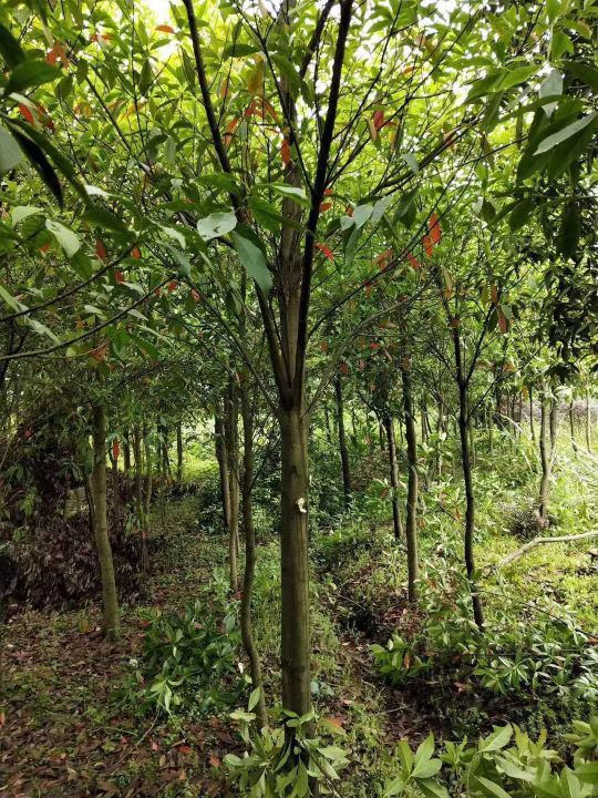 江西柴桑区优质山杜英苗木批发 杜英5公分杜英10公分