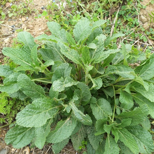 随县 荔枝草