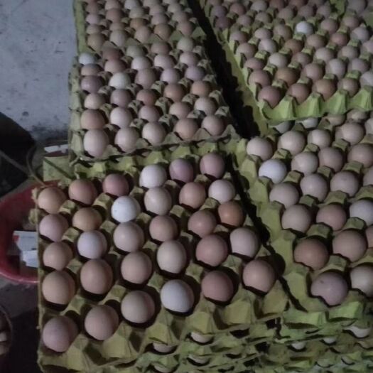 成都四川高原藏鸡蛋农家散养四川农产品土鸡蛋批发草鸡蛋新鲜