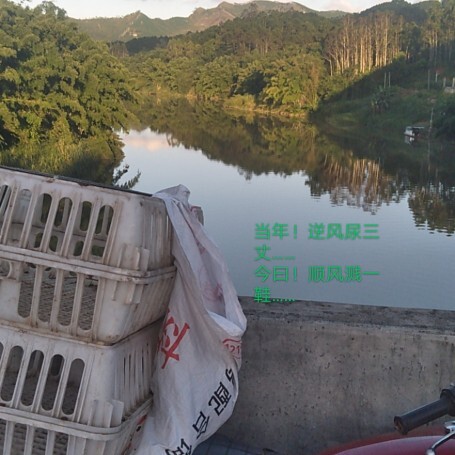 容县阉鸡苗 容县霞烟鸡（阉鸡仔）1.2斤
