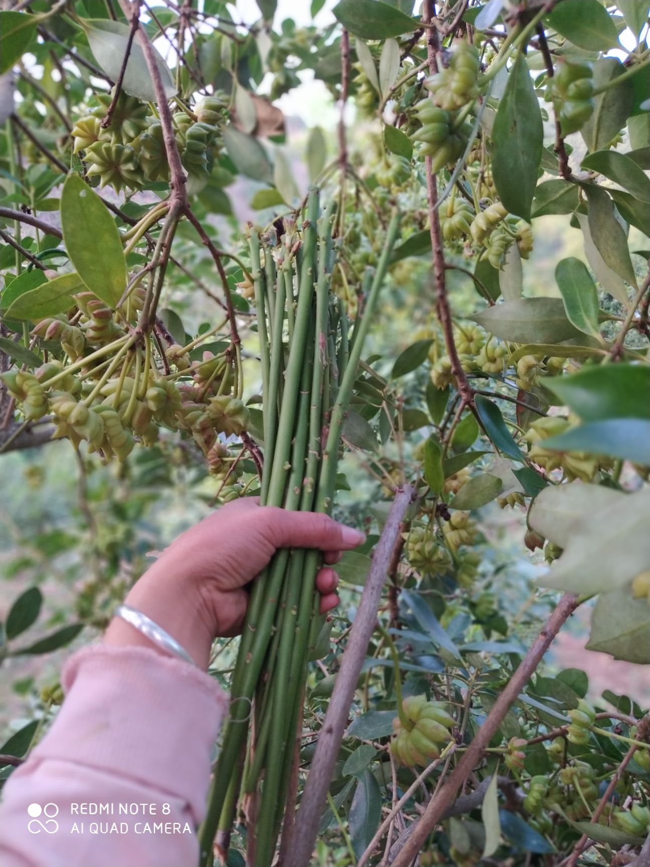 八角金盘苗  正宗优质大红八角嫁接苗