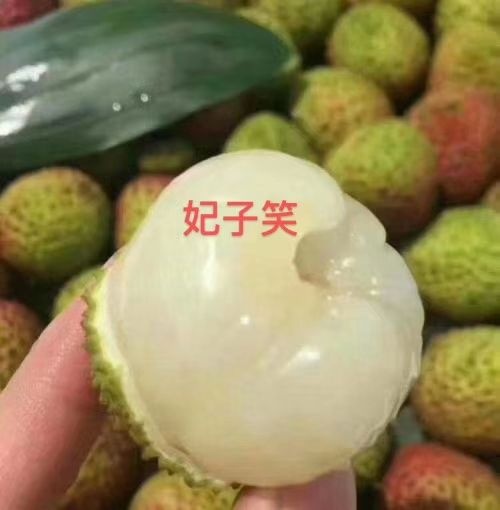 灵山县妃子笑荔枝苗，正常嫁接苗，假一赔十
