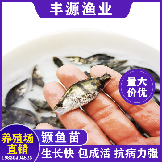 博罗县鳜鱼苗 桂花鱼苗