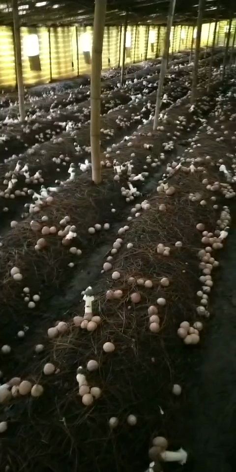 织金竹荪  贵州省织金县清香型红托竹荪产地价格供应