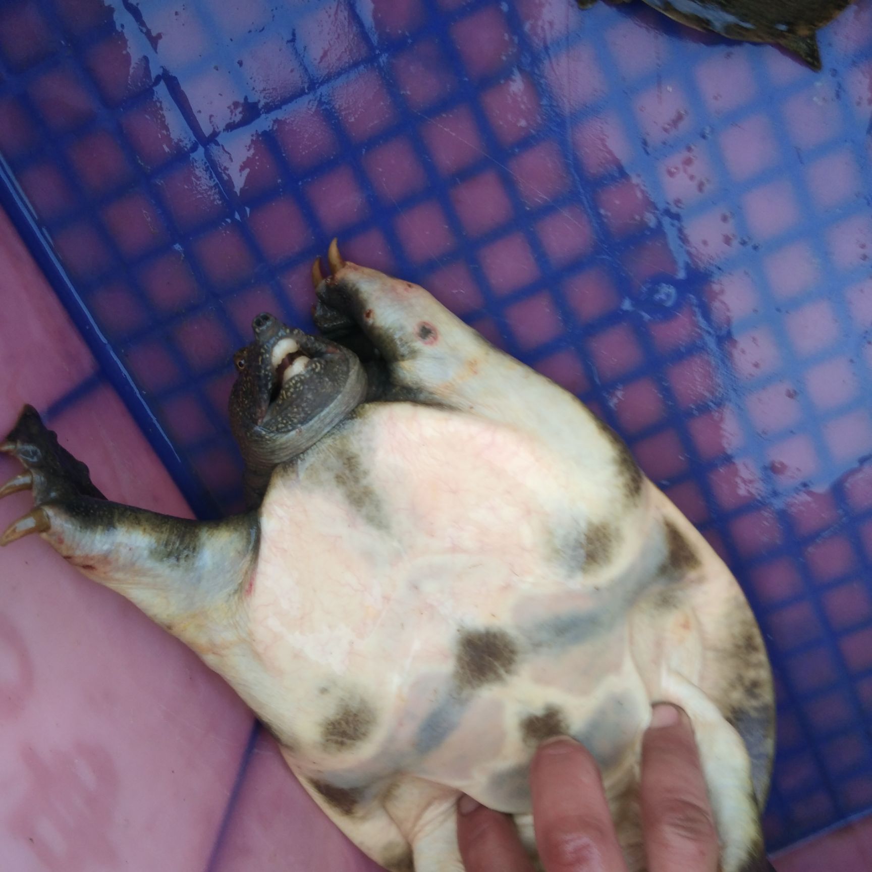 乌鳖  精品甲鱼！识货的进来！土生土长的！