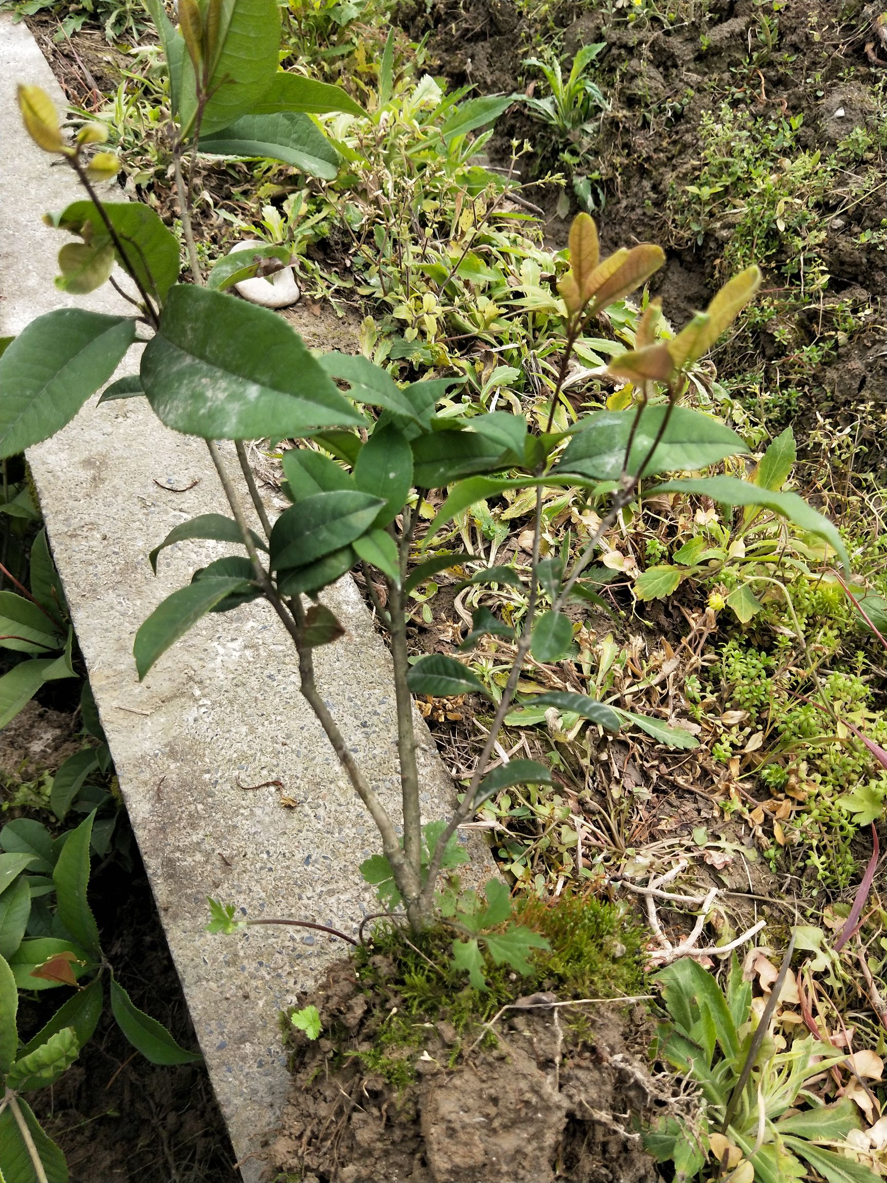 桂花树苗 四季桂小苗 分支多 杆子粗 叶面清秀