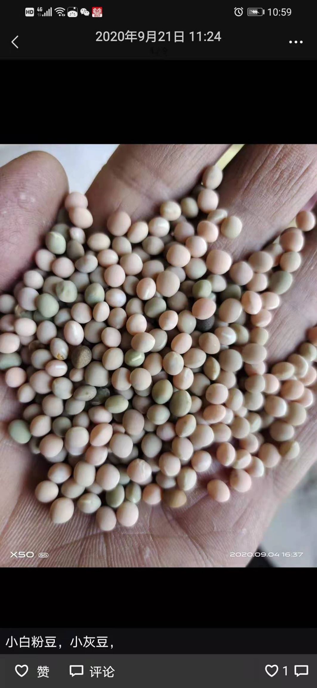 优质箭舌豆，精品中的精品！比赛鸽专用！！