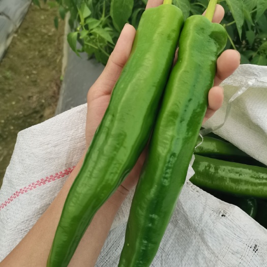 台山市牛角椒 新鲜辣椒