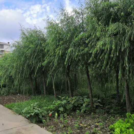 沭阳县垂柳汗柳树樱花紫薇紫叶李红叶石楠