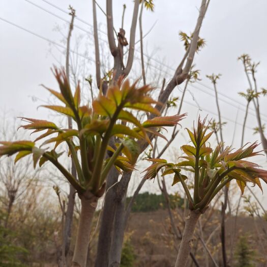 东平县绿香椿芽  香椿芽，天然，深山香椿芽，价格浮动大，每日价不同，欢迎来电