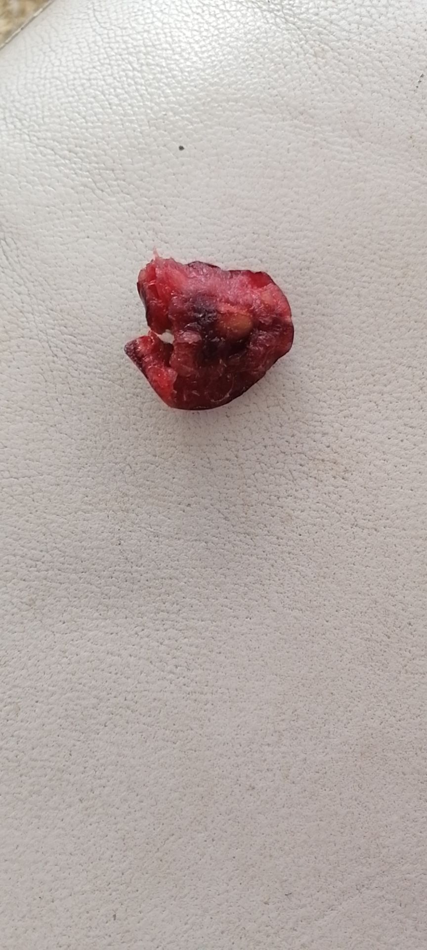  大连美早樱桃，批发价加快递费