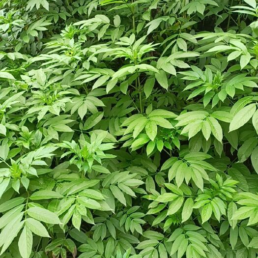 崇左接骨草