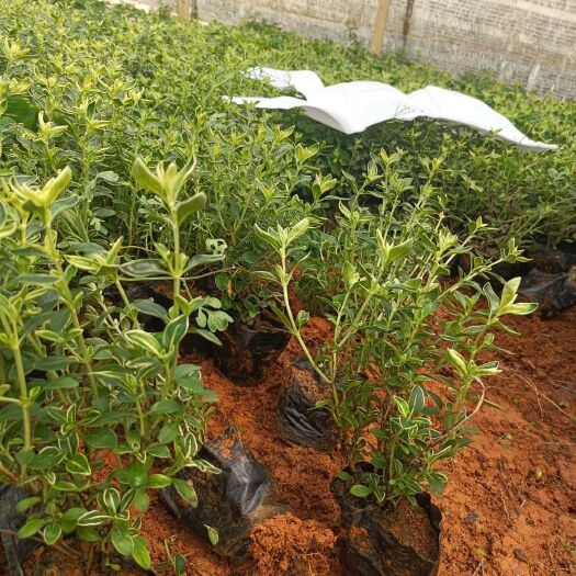 宜良县六月雪 常年供应各种六月雪