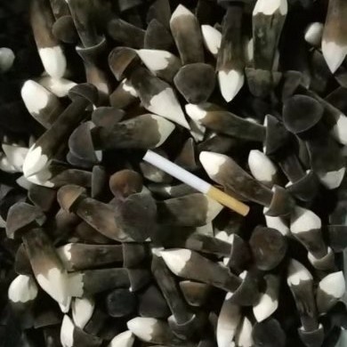 济宁黑皮鸡枞菌鲜货，当日采摘，当日发货
