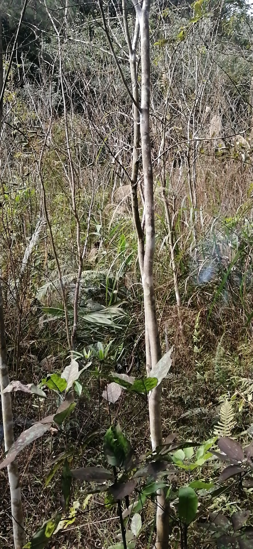 大花紫薇 