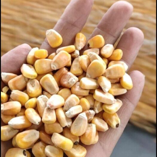 望奎县黄玉米粒 玉米