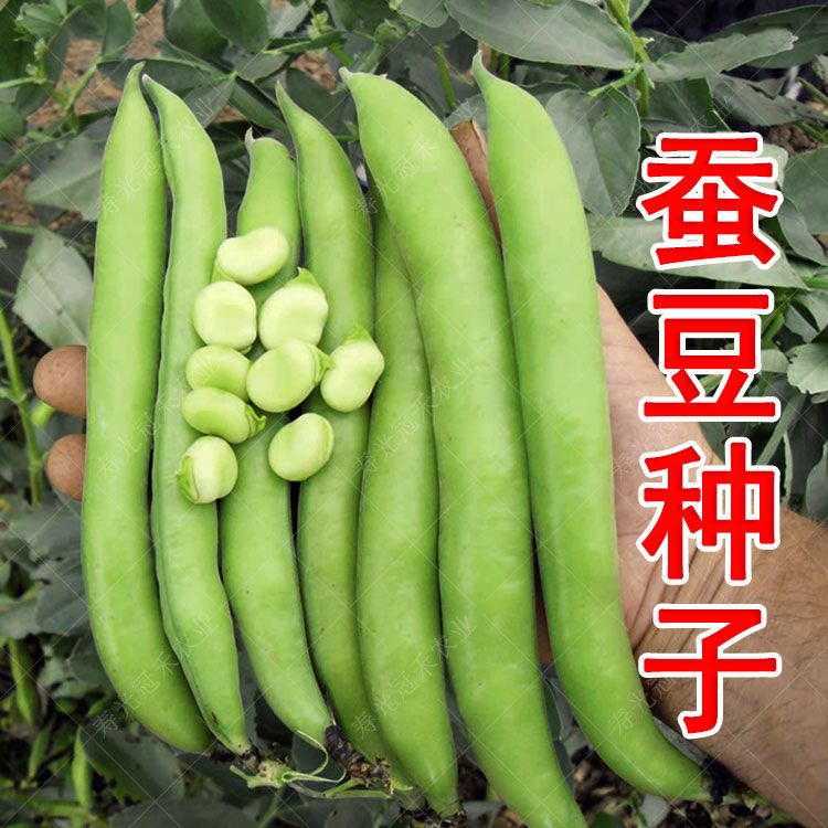 高产七星蚕豆，亩产千斤以上高产