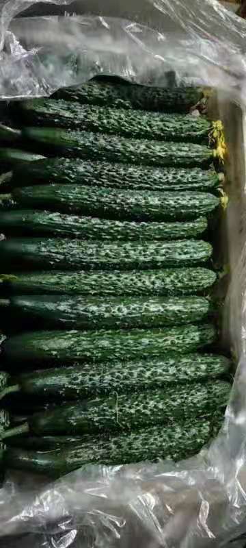 夏邑县黄瓜大量上市密刺黄瓜，油亮黄瓜，精品瓜商超对接，保质保