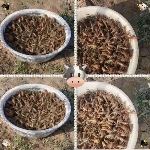 渠县龙虾苗 长期供应虾苗